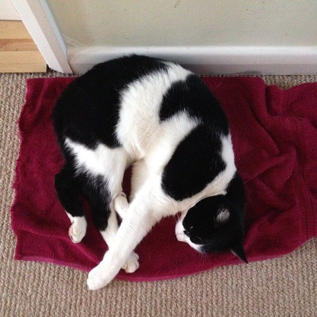 lottie is the kind of cat who always knows where her towel is she s a bit of a hoopy frood like that 49002500162 o